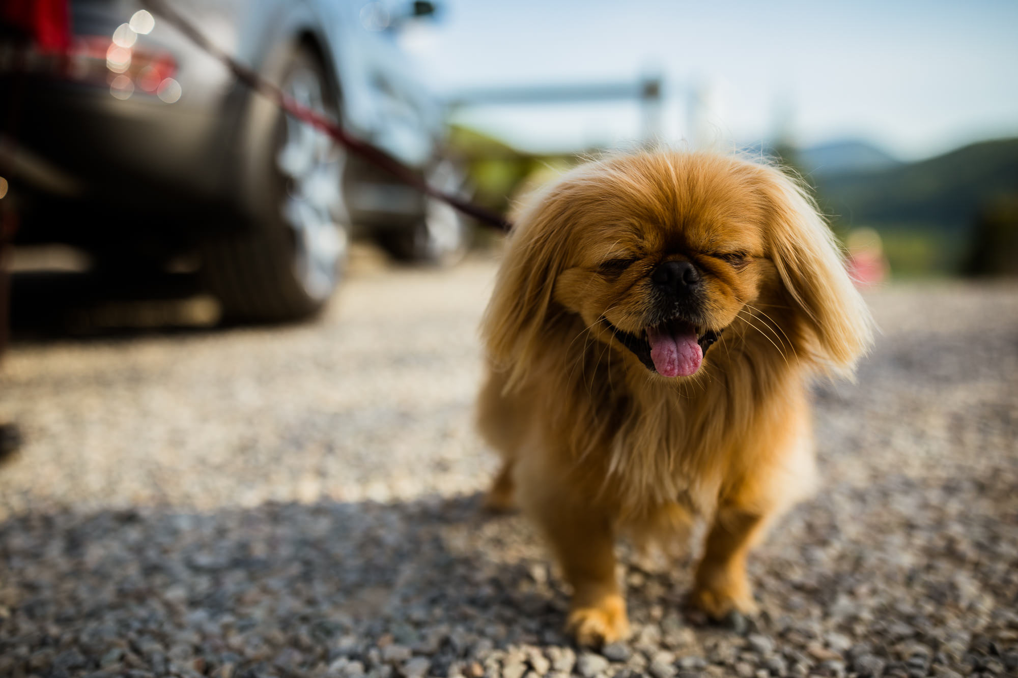 Export x3 5D4 5621 Geburtstag 75 Klara @ Golffricktal